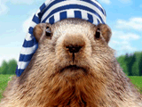 Gopher It!<br>Talking Card