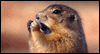 Groundhog Day 2/2/19