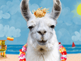 Bahama Llama<br>Talking Card
