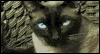 Cat Kisses