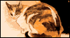 Cats' Repose