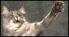 Reaching Cat