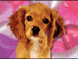 Puppy Love<br>Talking Card