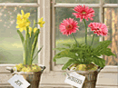 The Meaning of Flowers Interactive