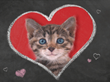 Purrfect Valentine<br>Talking Card