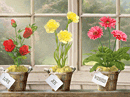 Valentine's Day Garden Interactive