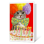 Birthday Cat-ittude Birthday Cards