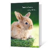Sunny Bunny Wishes Easter Cards