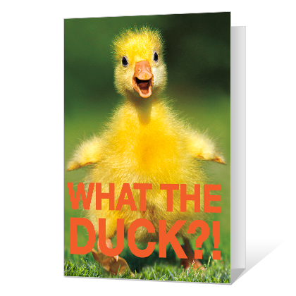 What the Duck Birthday Cards