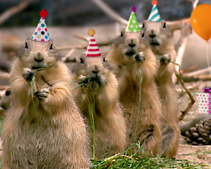 Prairie Dog Birthday Song Video Ecard (Personalize Lyrics) | American  Greetings