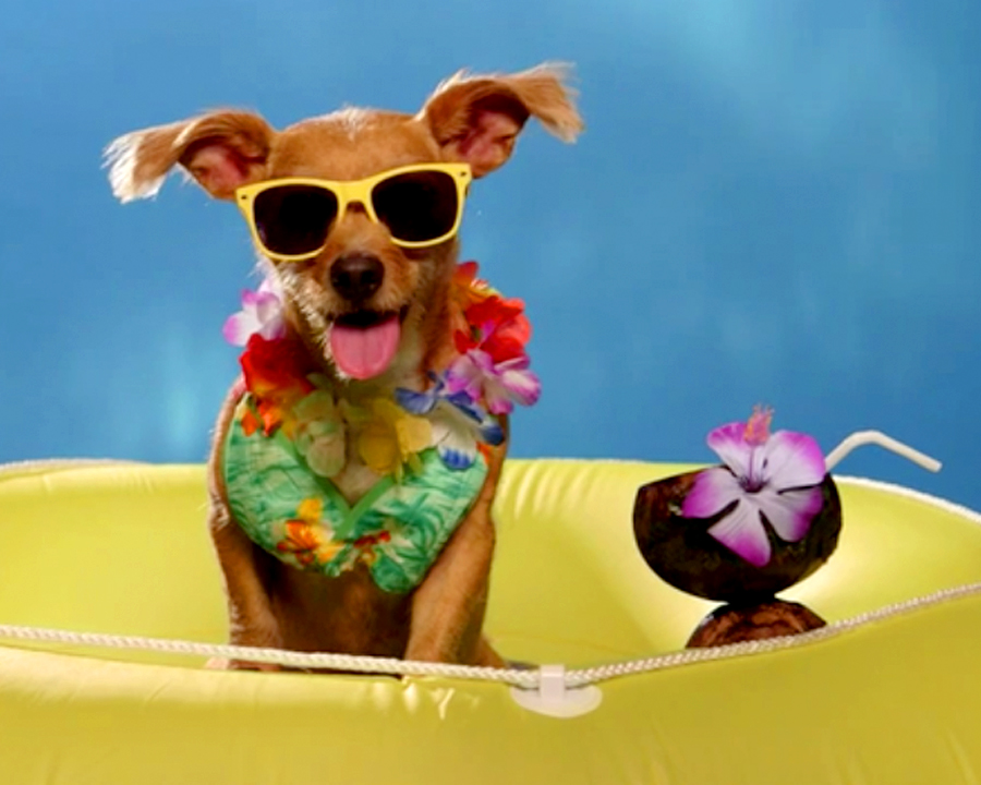 Lucky Dog! Ecard American Greetings