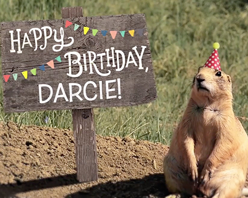 prairie dogs wearing birthday party hats
